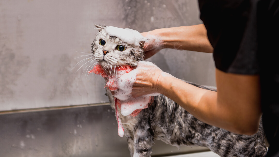 Do Cats Hate Water? What They're Really Thinking Purina